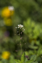 spring flower in the green grass