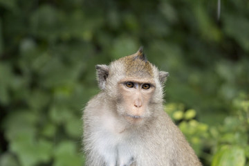 Portrait of monkey, Thailand