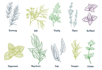 Set of colored hand drawn culinary herbs and spices © nurofina