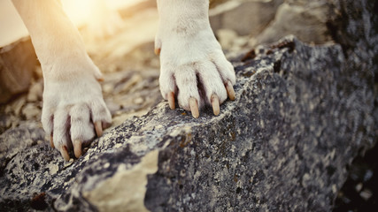 Paws of the dog