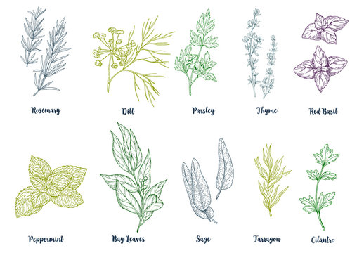 Set of colored hand drawn culinary herbs and spices