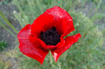 Poppy red (Papaver bracteatum)
