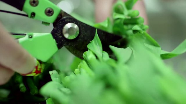 Cutting garden stems