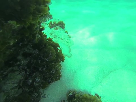 Scuba diving
