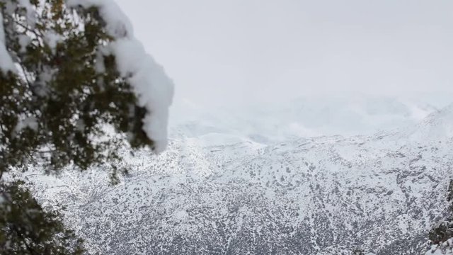 Snowy mountain behing tree leaves