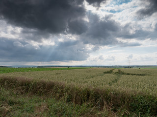 Kornfeld mit Himmel