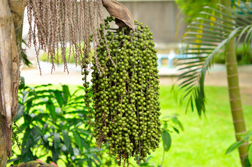 Caryota urens (Caryota mitis Lour.).