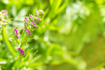 Элемент распускающегося розового соцветия на зеленом размытом фоне.