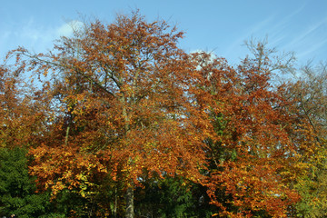 Fototapeta premium Autumn tree colour