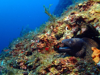 Moray eel at a reef in Gozo