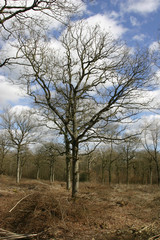 Recently coppiced woodland