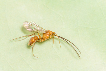 Insect carcass, dead winged ant (Formicidae).