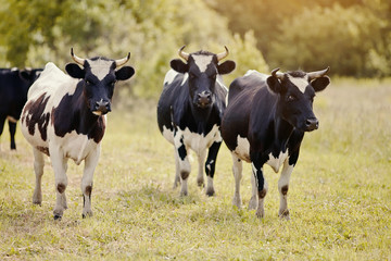 Three young black-and-white bull-calves