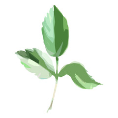 Wildflower rose leaf in a vector style isolated. Full name of the plant: hulthemia. Vector wild flower for background, texture, wrapper pattern, frame or border.