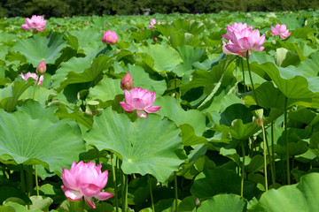 東京 上野 不忍池の美しい蓮の花　コピースペースあり（東京都） Beautiful lotus flowers at Shinobazu Pond in Ueno, Tokyo, with copy space (Tokyo, Japan)