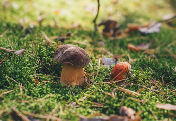 white mushroom