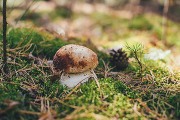 Whte mushroom in moss
