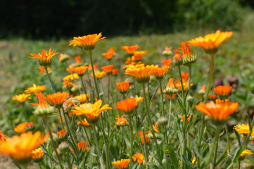 Желтые ромашки в поле.