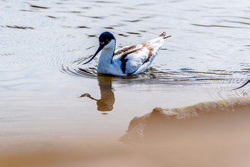 Avocet