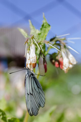 Butterfly cabbage drink nectar from a flower