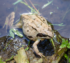 Pregnant frog in the pond in the morning