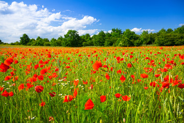 Blossom poppy flowers on the meadow