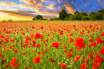 Blossom poppy flowers on the meadow at sunset