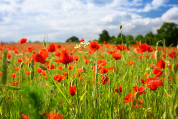 Fototapeta na wymiar Blossom poppy flowers on the meadow