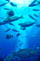 Fototapeta na wymiar Fishes in aquarium