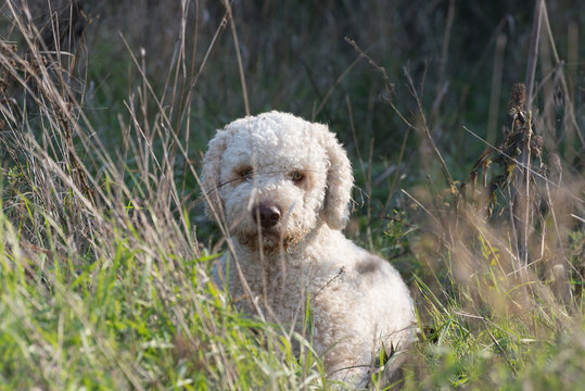 Laggoto romagnolo in the field