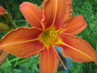 Lily flower closeup.