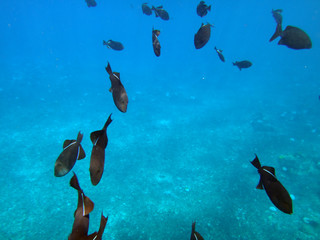 Sea life of Molokini Crater, Maui, Hawaii.