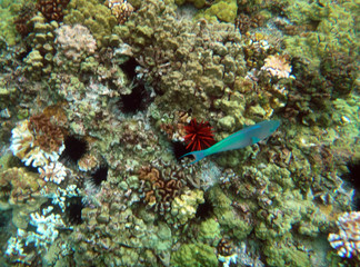 Sea life of Molokini Crater, Maui, Hawaii.