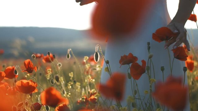 Young brunette woman in white sundress walking through poppies field at sunset