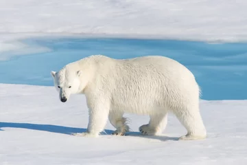 Fotobehang Ijsbeer Polar bear on the pack ice  © Alexey Seafarer