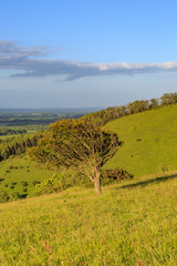 Obraz premium South Downs Landscape