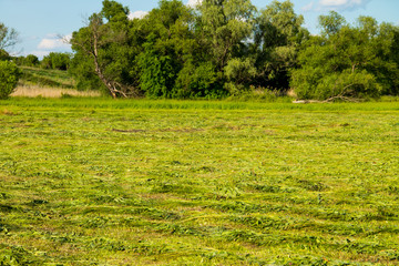 Freshly mowed meadow with rows of hay