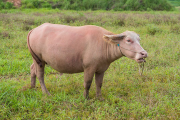 An albino pregnant female water buffalo isolated in the field