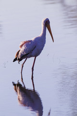 Yellow-billed Stork, Africa