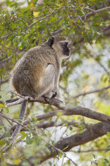 Naklejka na ściany i meble Vervet monkey sitting in a tree, Africa