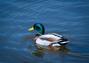 Male Mallard