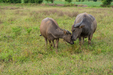 Fototapeta premium A female water buffalo with her one year old daughter