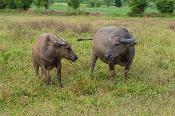Fototapeta premium A female water buffalo with her one year old daughter