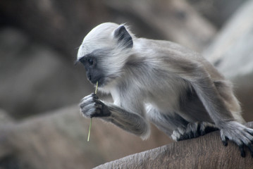 Obraz premium Affe sitzt auf einem Baum und isst einen Grashalm