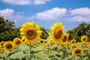 Sunflowers and blue sky with clouds