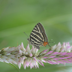 Fototapeta na wymiar The Small Long-banded Silverline ,Beautiful butterfly as background