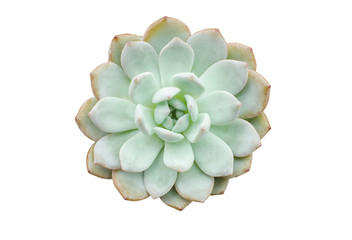 Top view of Pastel Light Green Succulent flowering plants
