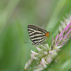 The Small Long-banded Silverline ,Beautiful butterfly as background