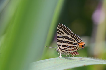 The Small Long-banded Silverline ,Beautiful butterfly as background