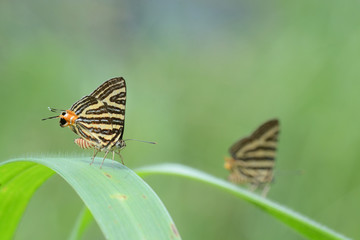 The Small Long-banded Silverline ,Beautiful butterfly as background